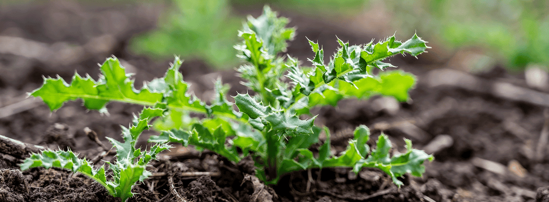 Best Trimmer Line for Weeds on Properties